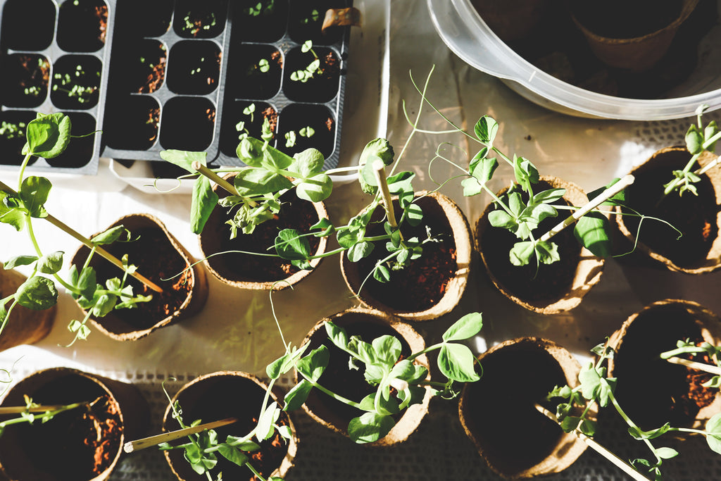 Pot compostable pour semis, par unité ou par lot